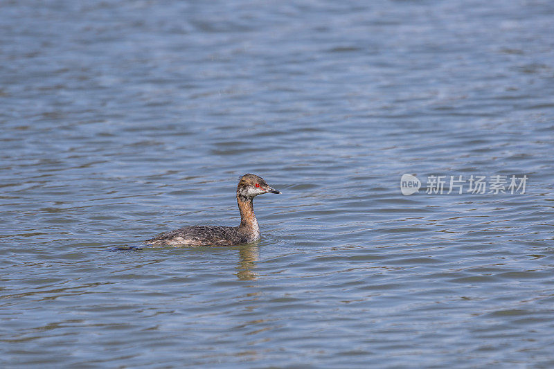 角鸊螈(Podiceps auritus)进入繁殖羽毛